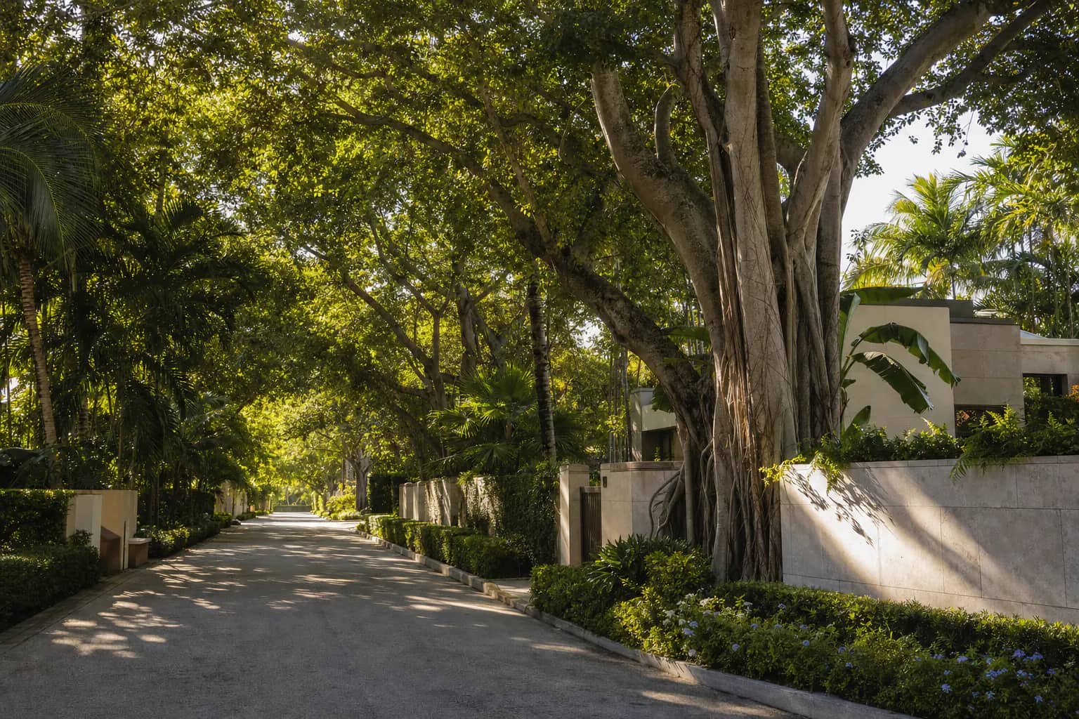 Tree-lined residential street in South Florida